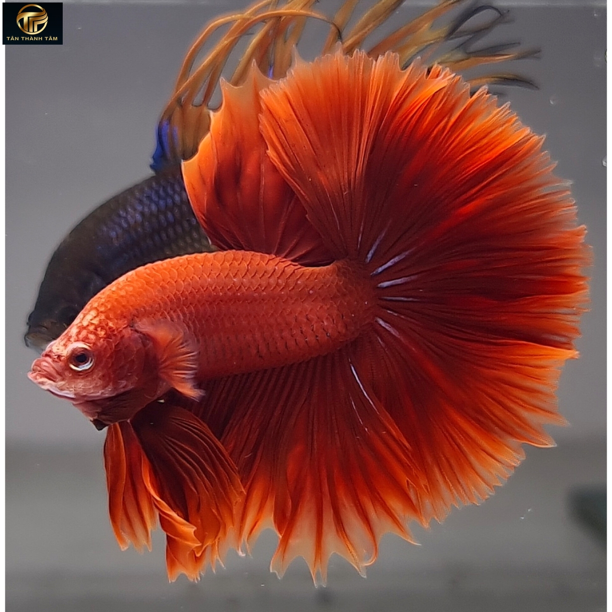 Super Red Halfmoon /Cá Betta đuôi dài màu đỏ