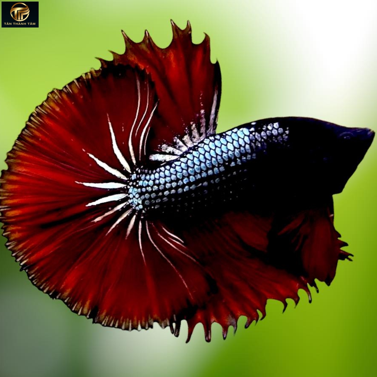 Copper Red Halfmoon /Cá Betta đuôi dài màu đồng– đỏ