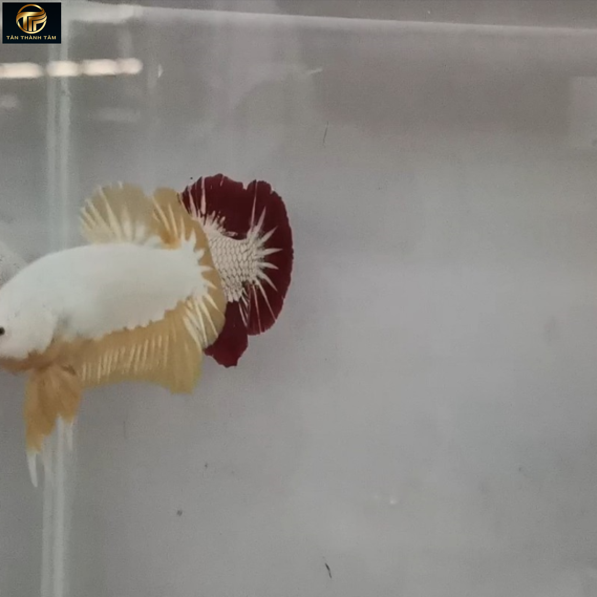 Yellow Dragon Plakat /Cá Betta Rồng vàng đuôi ngắn