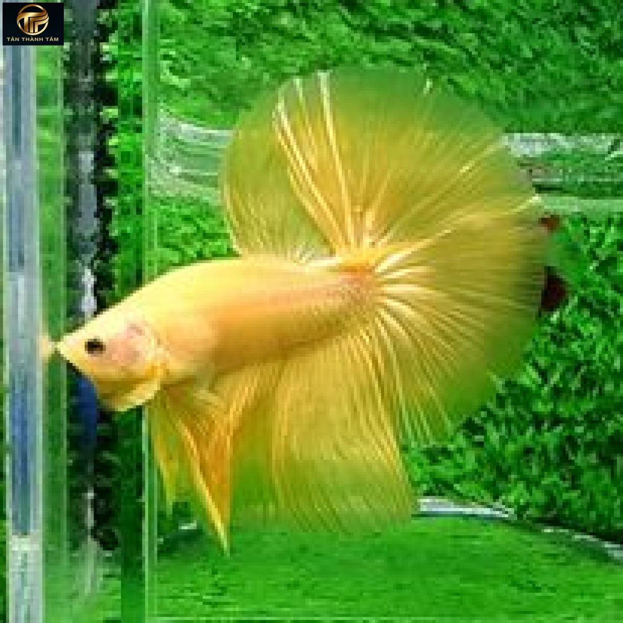 Super Yellow Halfmoon /Cá Betta đuôi dài màu vàng