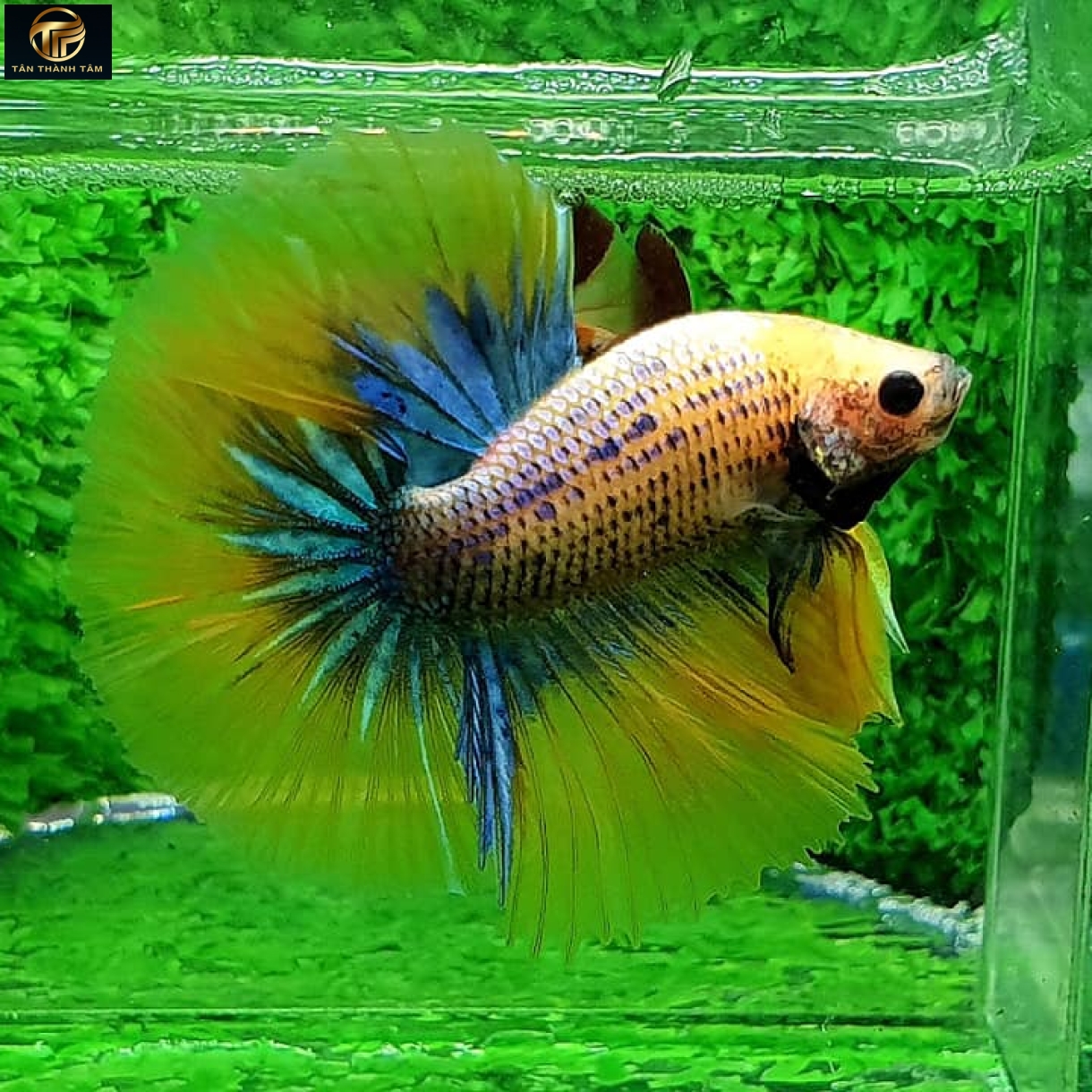 Gizzle Yellow Halfmoon (Cá Betta đuôi dài, thân xanh điểm muối tiêu, vây, đuôi màu xanh -vàng)