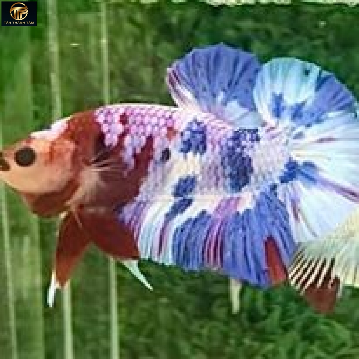 Koi Candy Plakat /Cá Betta Koi đuôi ngắn nhiều màu, vảy kẹo