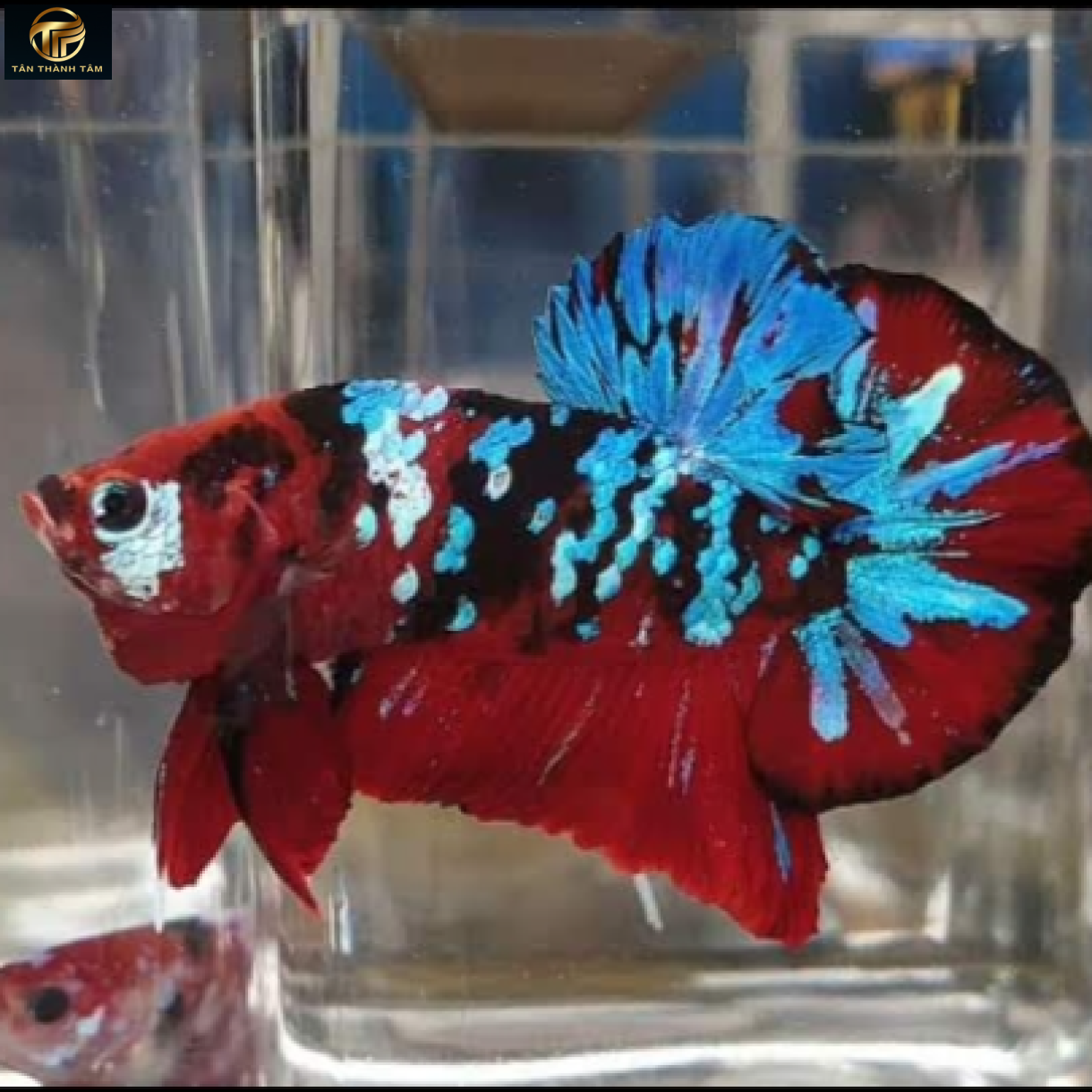 Koi Red Galaxy Plakat /Cá Betta Koi đuôi ngắn màu đỏ, vảy chấm