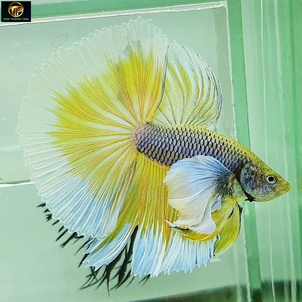 Dumbo Pineapple Halfmoon (Cá Betta tay to đuôi dài, màu vàng dứa)