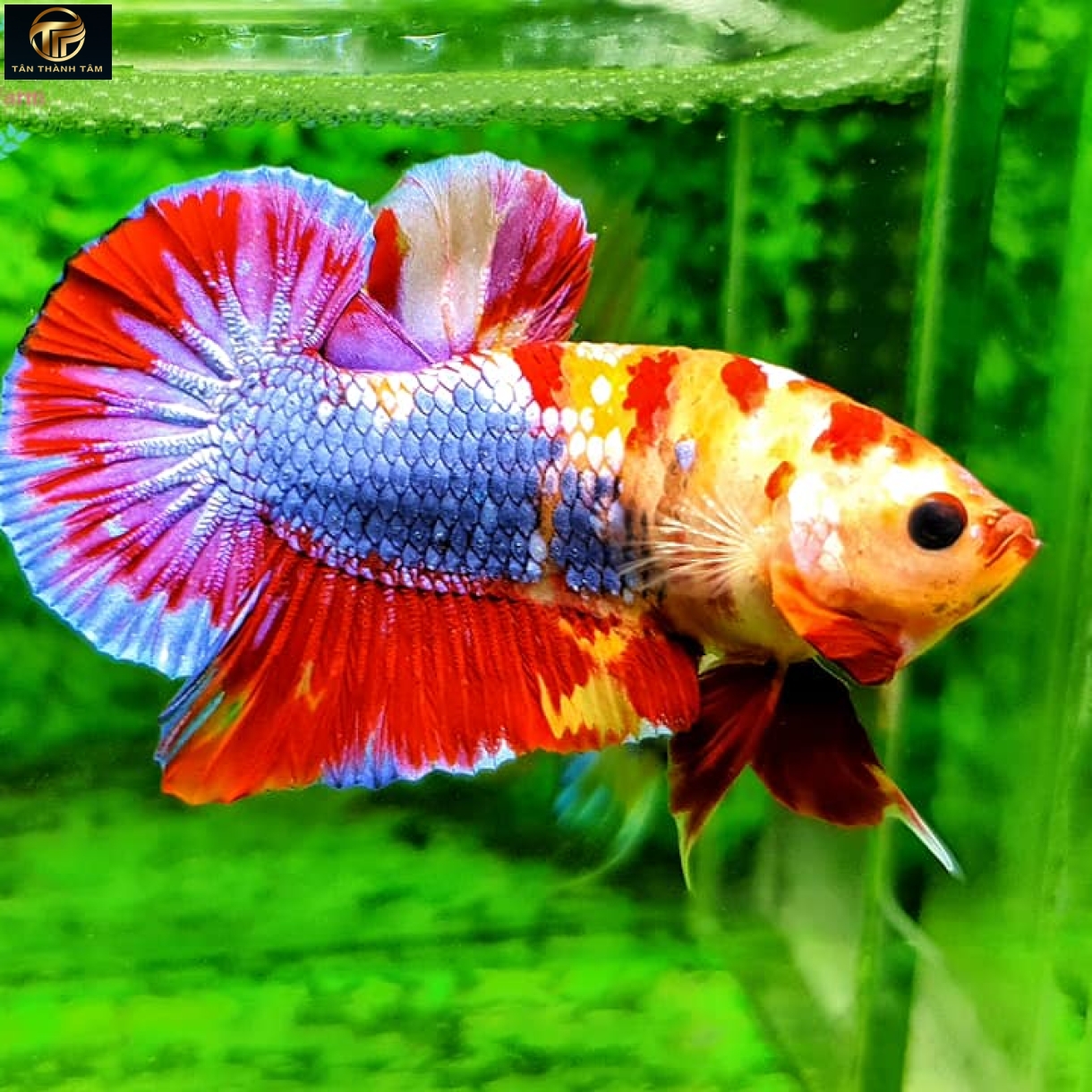 Koi Multicolor Plakat /Cá Betta Koi đuôi ngắn nhiều màu