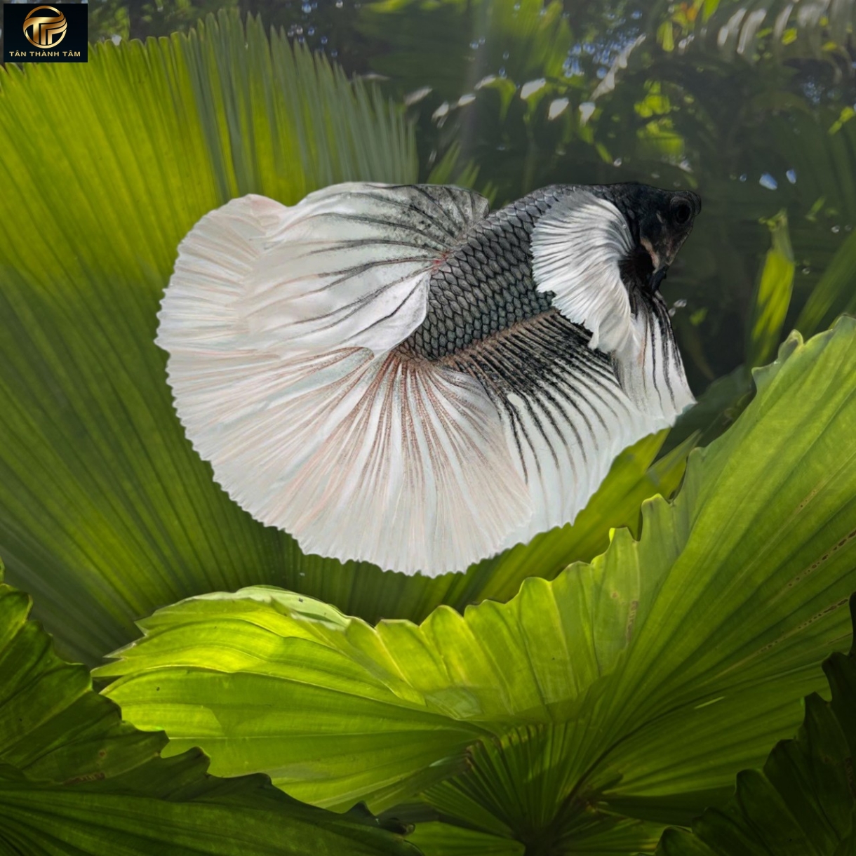 Dumbo Copper Halfmoon (Cá Betta tay to đuôi dài, màu đồng)