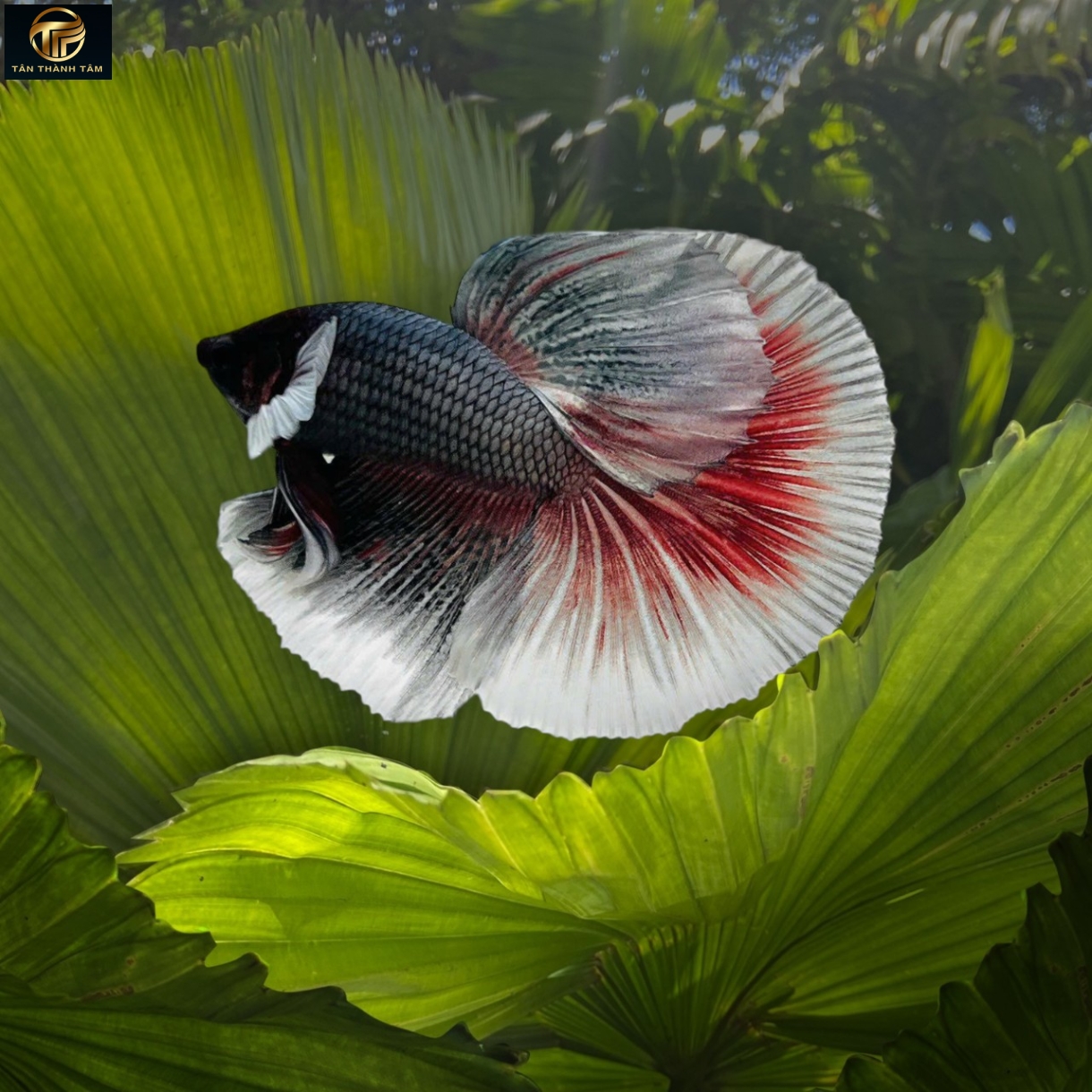 Dumbo Copper Halfmoon (Cá Betta tay to đuôi dài, màu đồng)