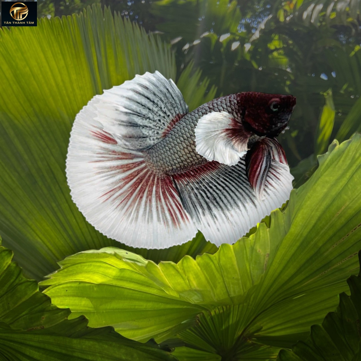 Dumbo Copper Halfmoon (Cá Betta tay to đuôi dài, màu đồng)