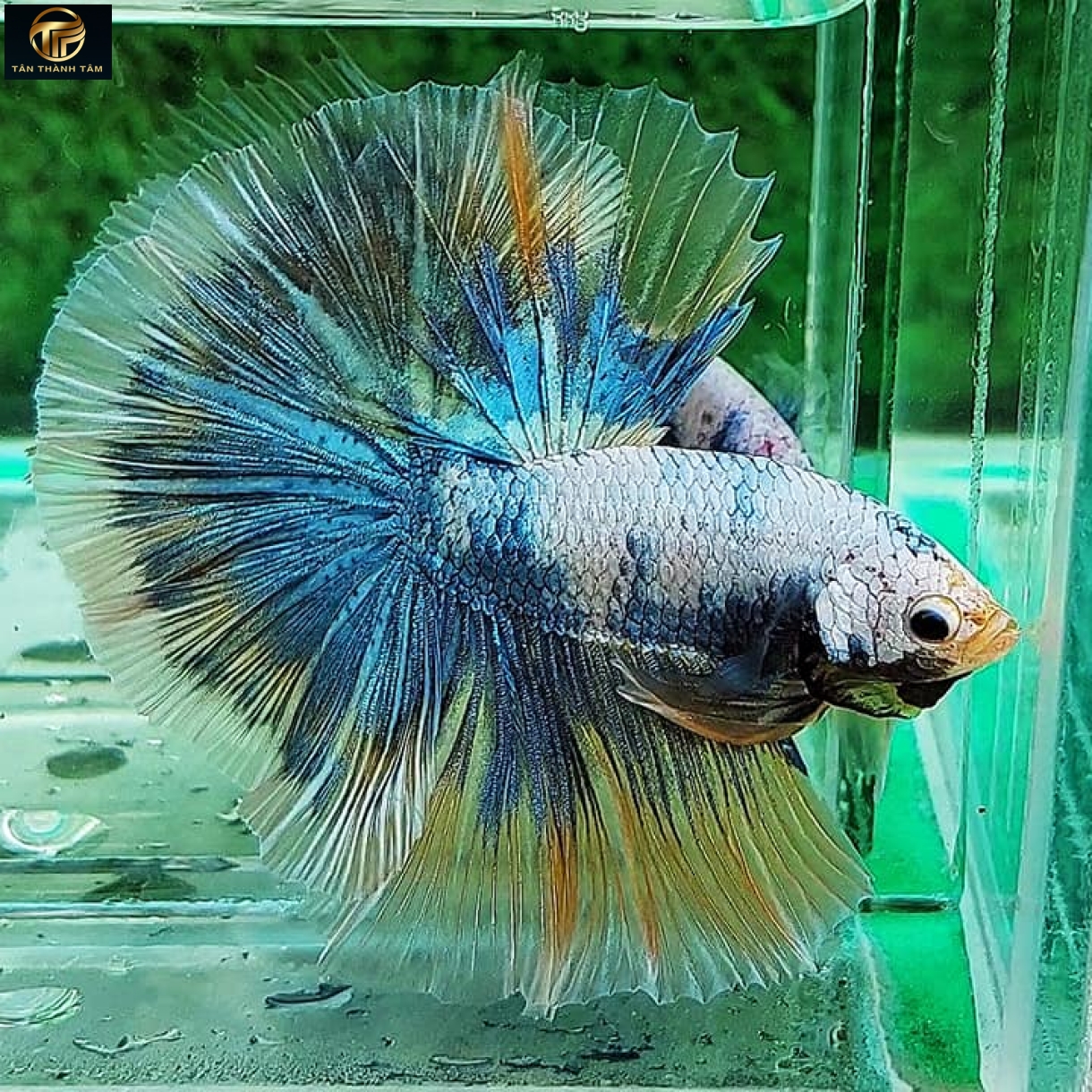 Fancy Halfmoon (Cá Betta đuôi dài, đa sắc màu)