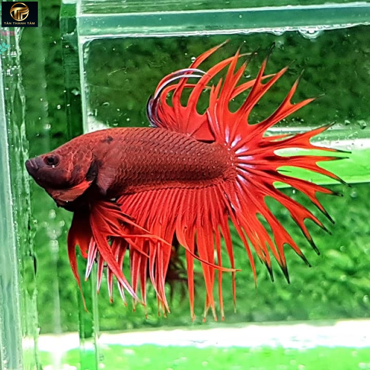 Crowntail Red Halfmoon (Cá Betta đuôi tưa dài, màu đỏ)