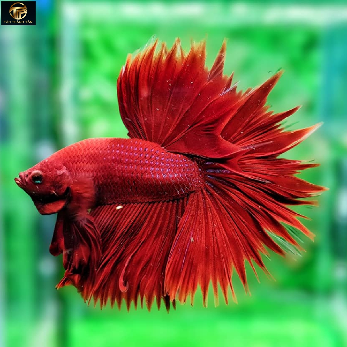Sun-tail Super Red Halfmoon (Cá Betta đuôi dài  tia nắng, màu đỏ)