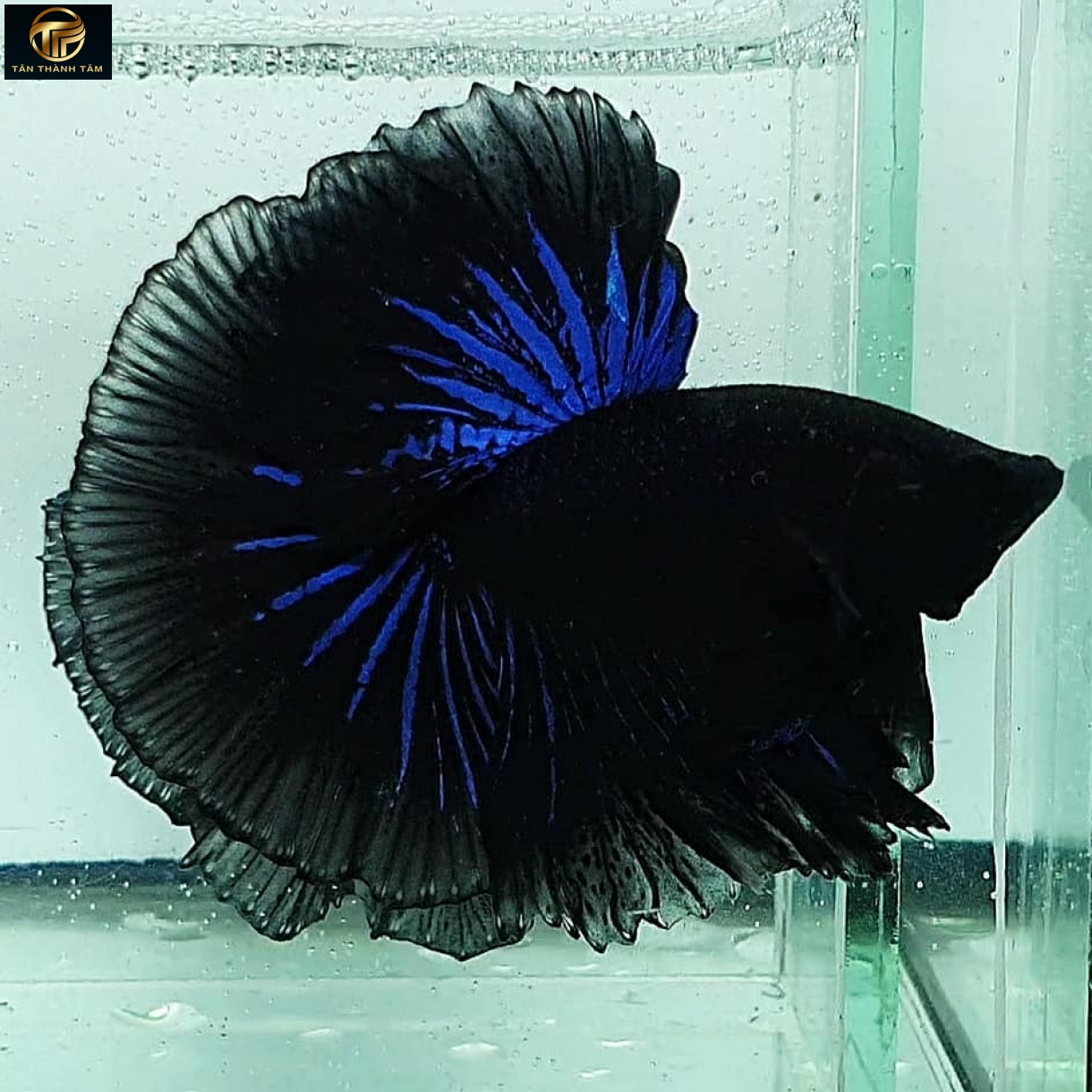 Super Black Halfmoon /Cá Betta đuôi dài màu đen